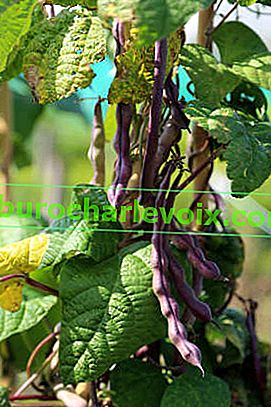 Zeleninové fazole fialová