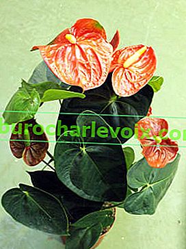 Anthurium andreanum 