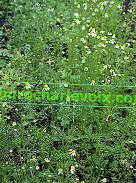 Heřmánek (Matricaria recutita)