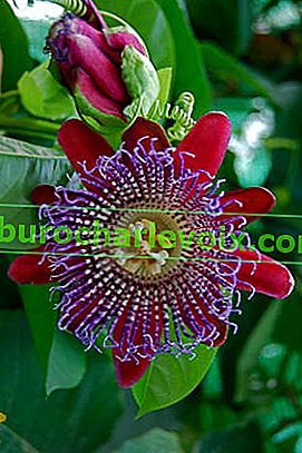 Passiflora čtyřboká (Passiflora quadrangularis)