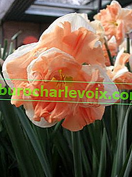 Narcis meruňkový vír