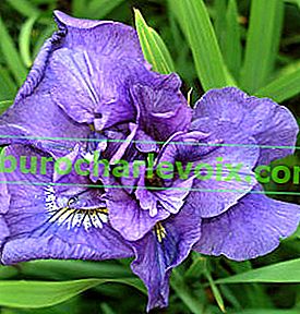 Iris Sibirische Doppelmoral