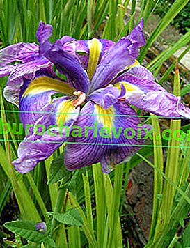 Japanische Iris orientalische Augen