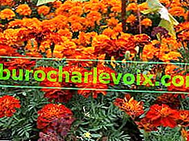 Reddedilen kadife çiçeği (Tagetes patula)