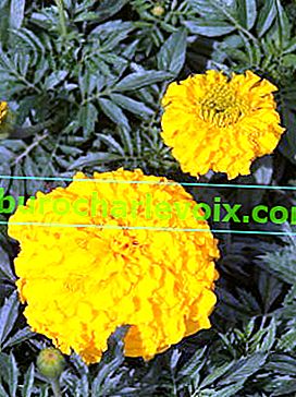 Marigolds erecta (Tagetes erecta) Руски размер Злато F1