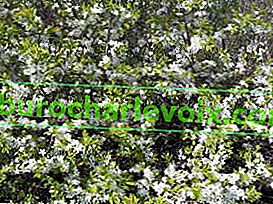 Див трън (Prunus spinosa), масов цъфтеж