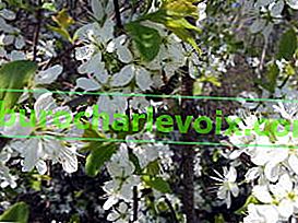 Див трън (Prunus spinosa), цветя
