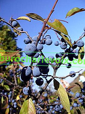 Див трън (Prunus spinosa)