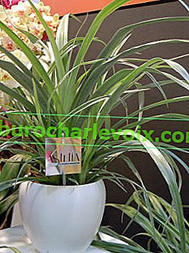 Astelia - eine Pflanze mit metallischem Glanz