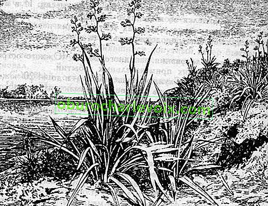 Новозеландський льон (ілюстрація з книги Ж. Верна 