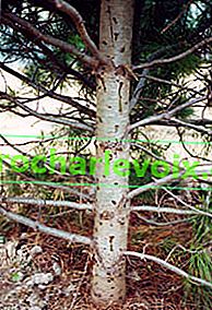 Zedernbaum von Borkenkäfern betroffen 