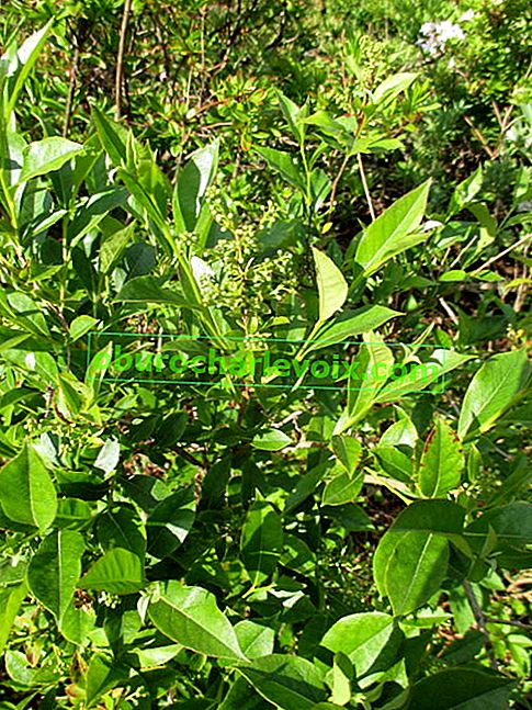 Ліон бірючіновідная (Lyonia ligustrina)