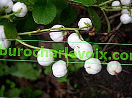Miquels Gault (Gaultheria pyroloides) 