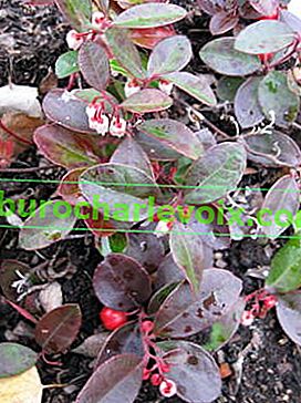 Гаультерія лежача (Gaultheria procumbens) 