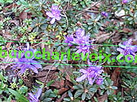 Равен рододендрон (Rhododendron fastigiatum)