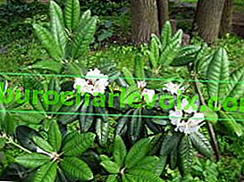 Ungernov rododendron (Rhododendron ungernii) 