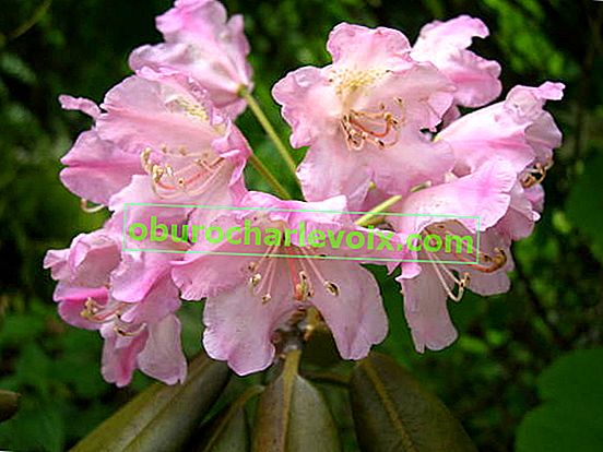 Degrons Rhododendron (Rhododendron degronianum ssp degronianum)