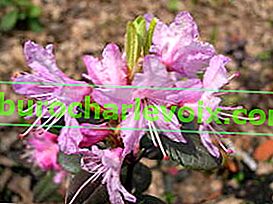 Рододендрон гроновидний (Rhododendron racemosum) 