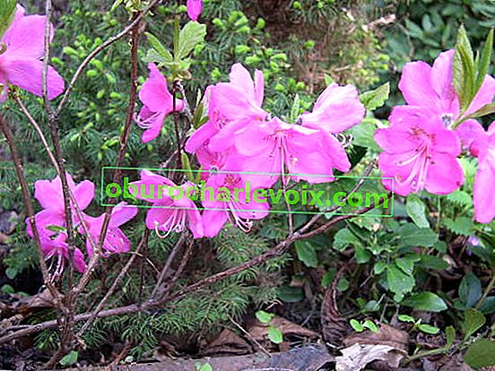 Рододендрон Альбрехта (Rhododendron albrechtii)