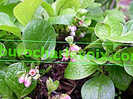 Червена боровинка (Vaccinium praestans)