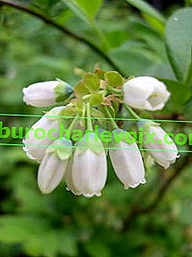 Štitna borovnica ili visoka borovnica (Vaccinium corymbosum)