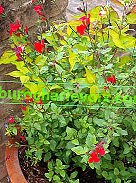 Red Salvia Fine-Bore und seine rot-weiße Sorte Hot Lips