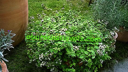 Origano (Origanum vulgare) u spremniku