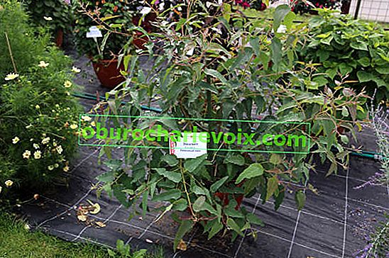 Citronový eukalyptus (Corymbia citriodora) Ozon