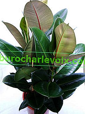 Ficus gummiartig - Indoor-Langleber