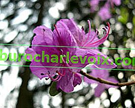 Rhododendron daurian (Rhododendron dauricum)