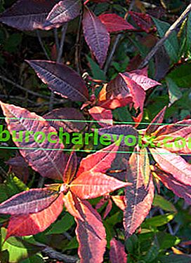 Rhododendron vaseyi Album през есента