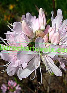 Rhododendron vaseyi Album