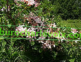 Рододендрон дървесен (Rhododendron arborescens)