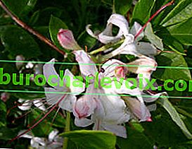 Rhododendron arborescens (Rhododendron arborescens)