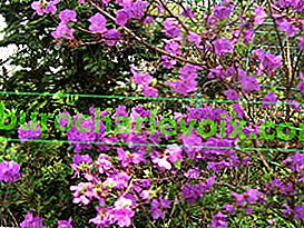 Рододендрон остър (Rhododendron mucronulatum)