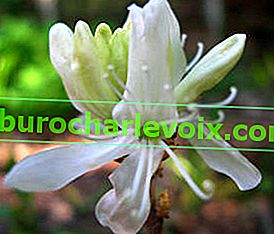 Rhododendron canadense (Rhododendron canadense) Albiflorum