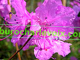Rhododendron ostnatý (Rhododendron mucronulatum)