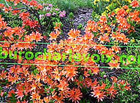 Rhododendron Koster (Rhododendron x kosterianum)