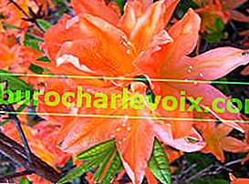 Рододендрон Костер (Rhododendron x kosterianum)