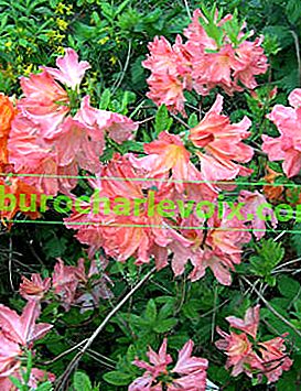 Rhododendron Hybrid č. 43/19 Kosterova rododendronu