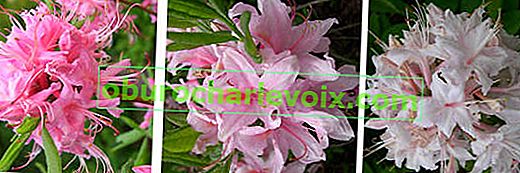 Růžový rododendron (Rhododendron roseum), paleta barev květů