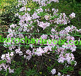 Рододендрон на Шлипенбах (Rhododendron schlippenbachii)