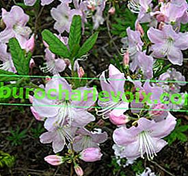 Рододендрон на Шлипенбах (Rhododendron schlippenbachii)