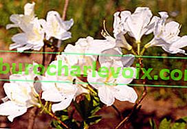 Rhododendron soft japonský (Rhododendron molle ssp.japonicum) Album