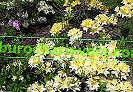 Japonský měkký rododendron (Rhododendron molle ssp.japonicum) Aureum