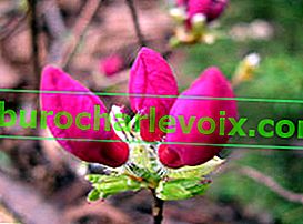 Рододендронът на Албрехт (Rhododendron albrechtii)