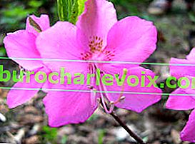 Рододендронът на Албрехт (Rhododendron albrechtii)