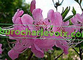 Rhododendron vaseyi