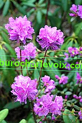 Rhododendron sihotinský