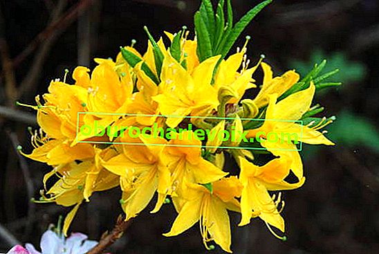 Rhododendron žlutá